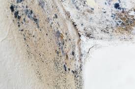 Best Residential Mold Inspection & Testing  in Canyon Day, AZ